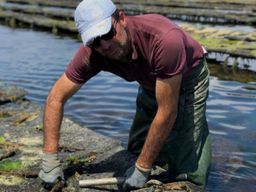 Visite & dégustation d'huîtres à La Couarde-sur-Mer (17)