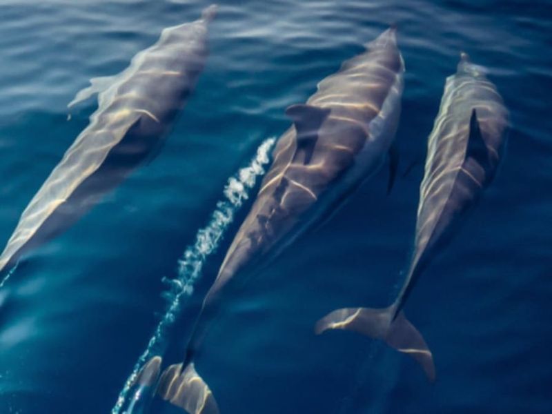 Balade safari marin à La Réunion (97)