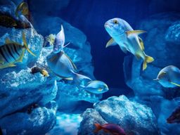 Billet pour Planet Ocean Montpellier (34)