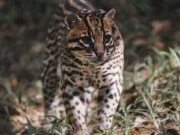 Billet pour le Zoo de Guadeloupe (97)