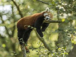 Billet pour le Parc animalier Sainte-Croix (57)