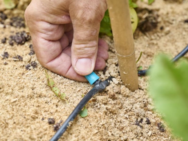 Collecter & économiser l'eau du jardin, Truffaut Colomiers (31)