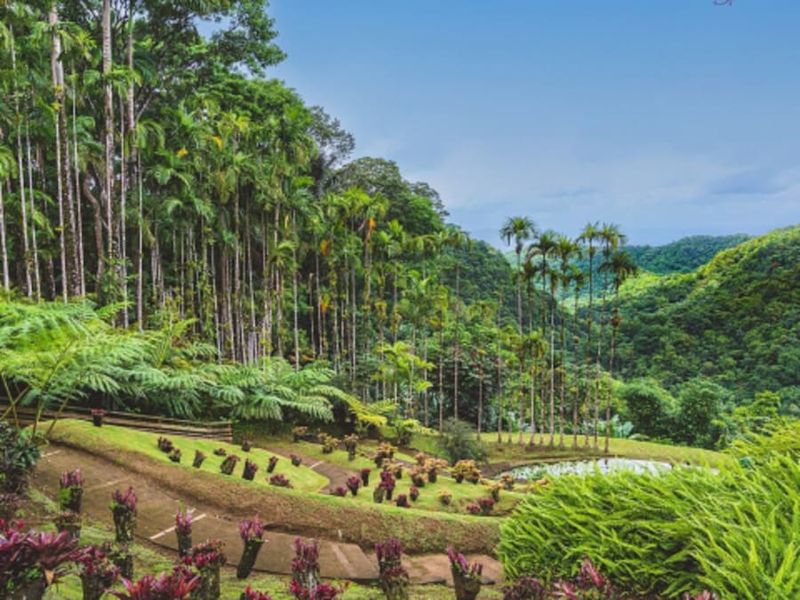 Billet pour le Jardin de Balata en Martinique