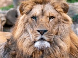 Billet pour l'Espace Zoologique Saint-Martin-la-Plaine (42)