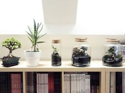 Atelier petit terrarium proche de Strasbourg (67)