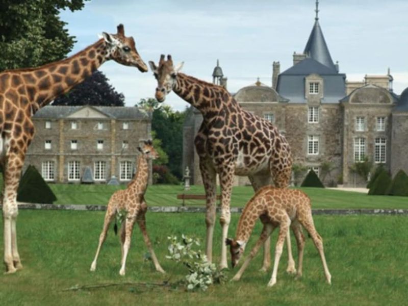 Billet pour le Zoo et le Château de la Bourbansais à Pleugueneuc