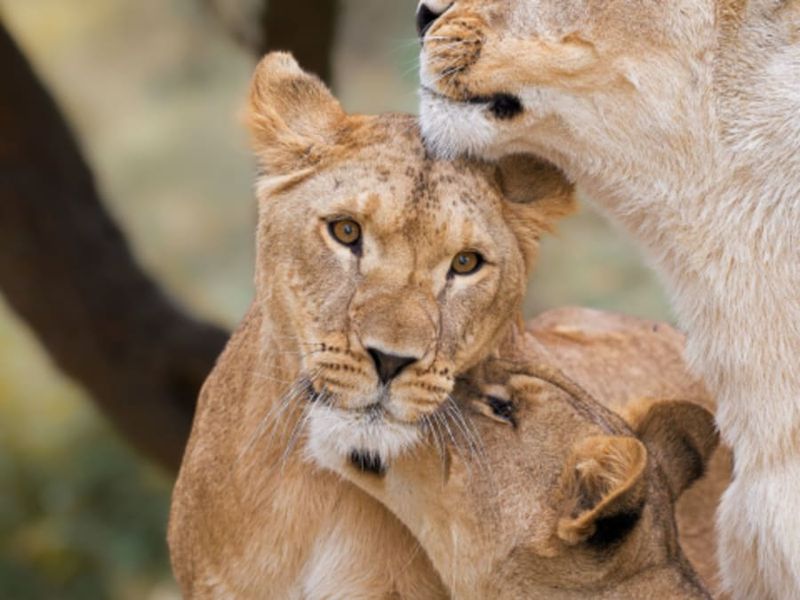 Billet pour la Réserve Africaine de Sigean (11)