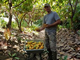 Visite d'une ferme agroécologique nichée à Saint-Philippe (97)