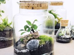 Atelier terrarium moyen proche de Strasbourg (67)