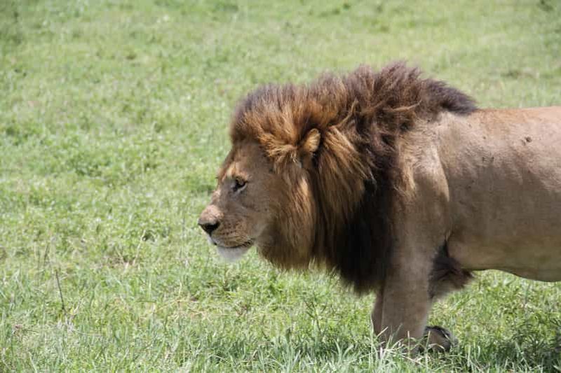 Arusha : safari de 6 jours à Tarangire, au lac Manyara et ...