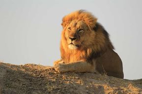 Parc national de Chobe : safari en petit groupe depuis les chutes Victoria