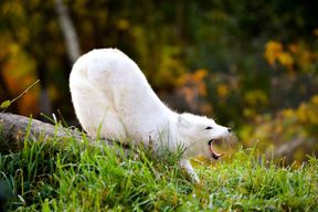 Montréal : billet d'entrée au zoo Ecomuseum