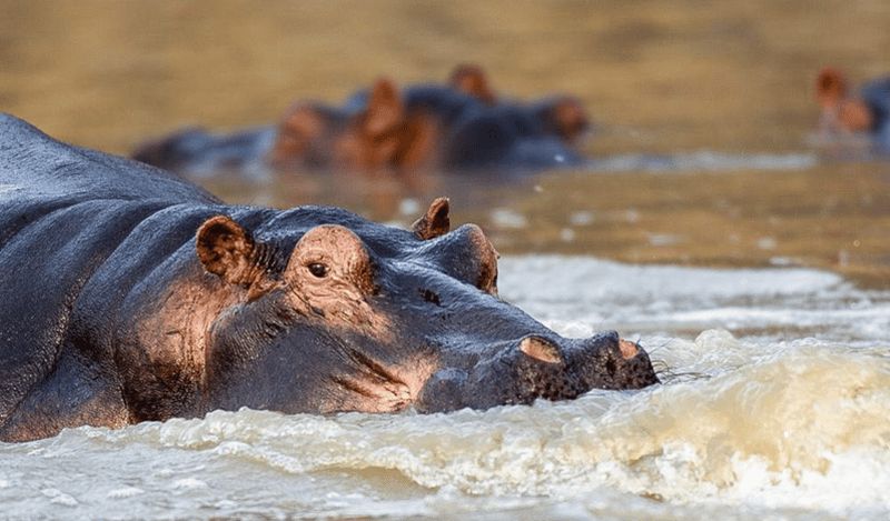 Dar es Salaam : safari de 6 jours dans les parcs nationaux de Ruaha et Mikumi
