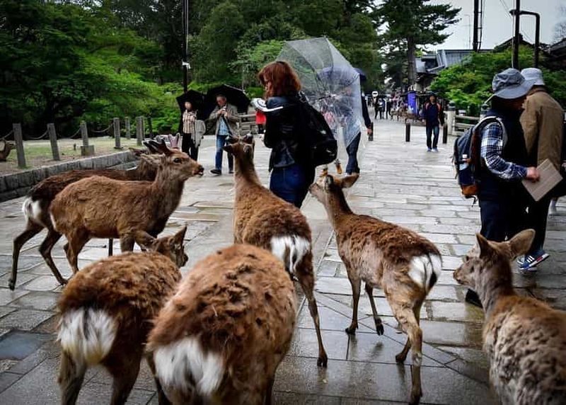 Nara : visite privative en voiture, parc des cerfs et Todai-ji