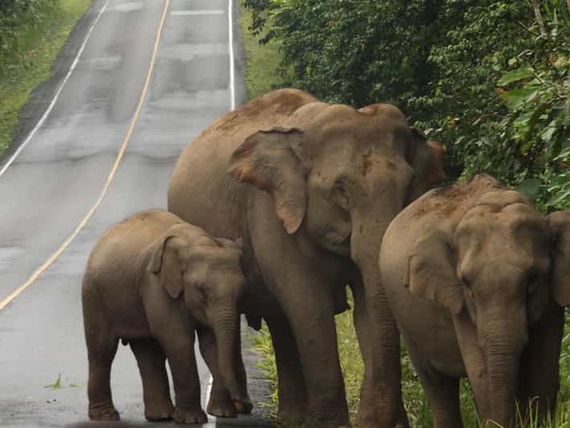 Parc national de Khao Yai : visite privée de 2 jours au départ de Bangkok