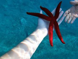 Naxos : Excursion en bateau à Taormine avec plongée en apnée et Prosecco