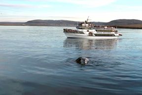 Reykjavik : Observation des baleines avec un guide expert
