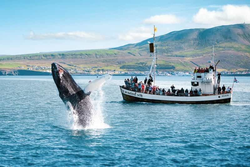 Húsavík : Excursion d'observation des baleines avec guide