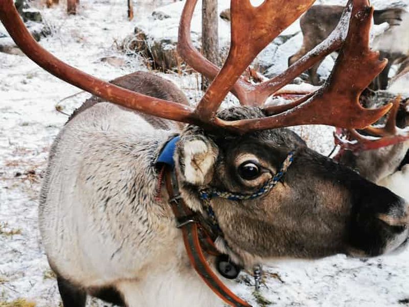 Rovaniemi : safari avec les rennes et huskys du Père Noël et barbecue sous les aurores boréales
