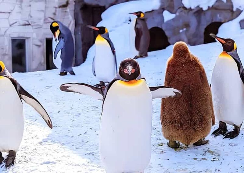 Hokkaido : visite d'une journée au zoo d'Asahiyama, à Biei et à la terrasse de Ningle