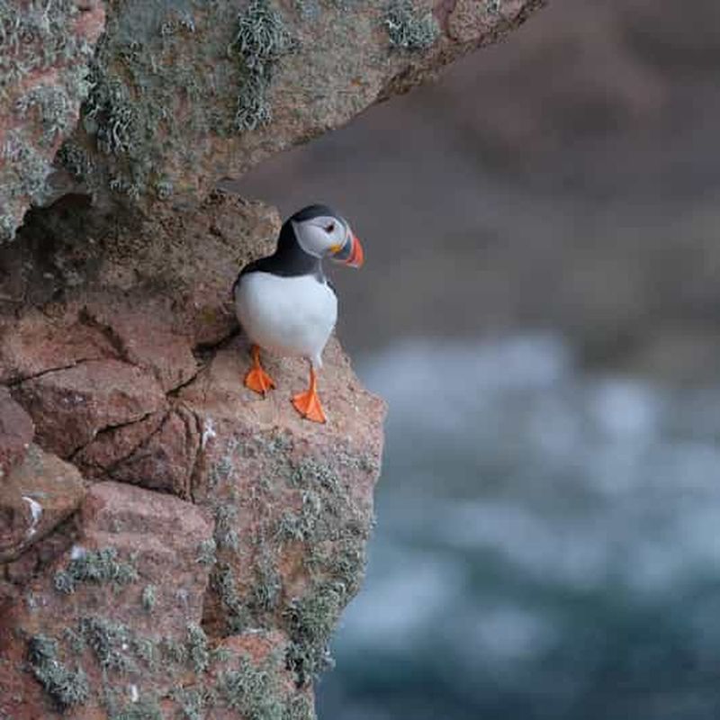Aberdeen : excursion d'observation des macareux à Bullers of Buchan