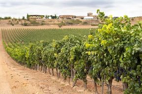 Haza : visite du domaine viticole de Ribera del Duero et dégustation de vin