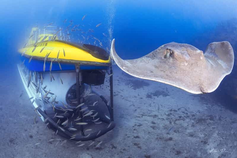 Sud de Ténérife : plongée sous-marine de 50 minutes