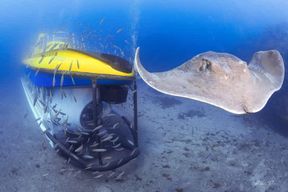 Sud de Ténérife : plongée sous-marine de 50 minutes