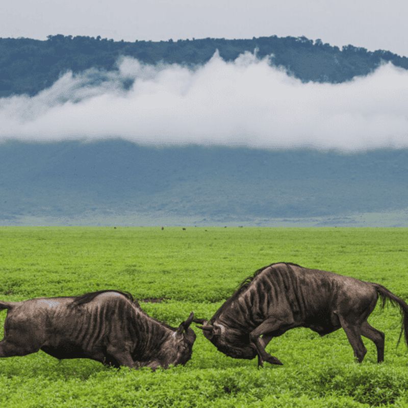 Arusha : Safari de 5 jours au Serengeti, Ngorongoro et au lac Natron