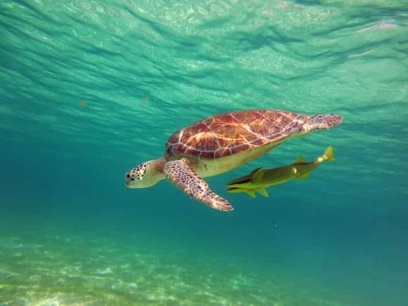 Akumal : Plongée guidée avec les tortues de mer