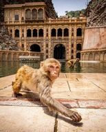 Visite de Jaipur avec le temple des singes (Galta ji temple)