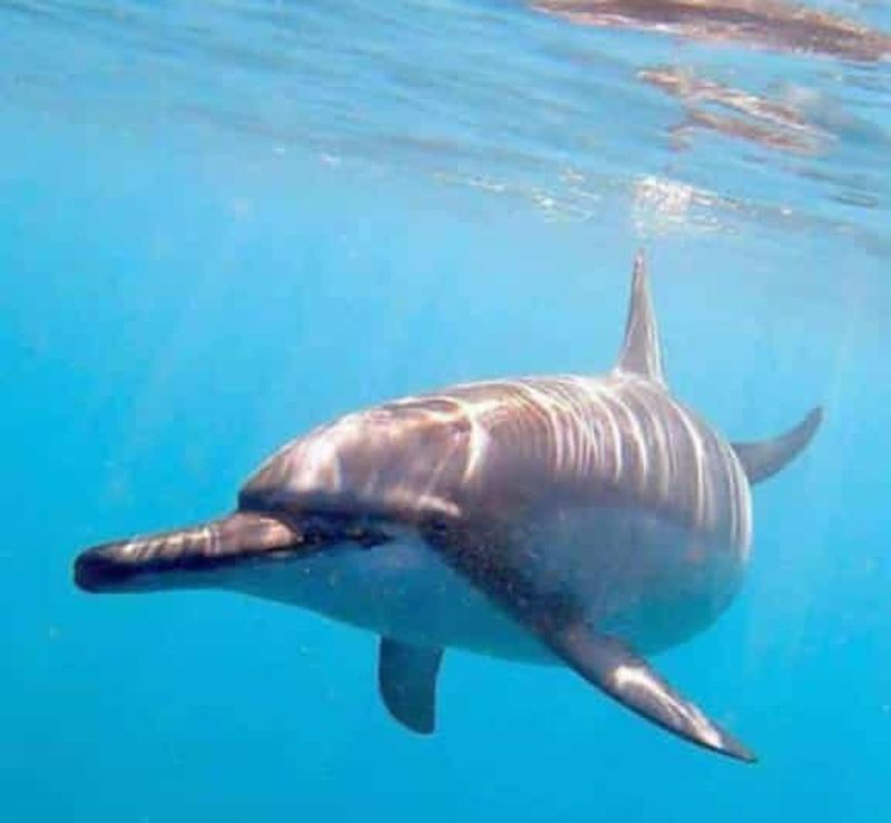 L'île de Wasini : Parc marin, observation des dauphins et visite du village