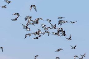 Tour en bateau pour l'observation des oiseaux dans l'estuaire du Tage
