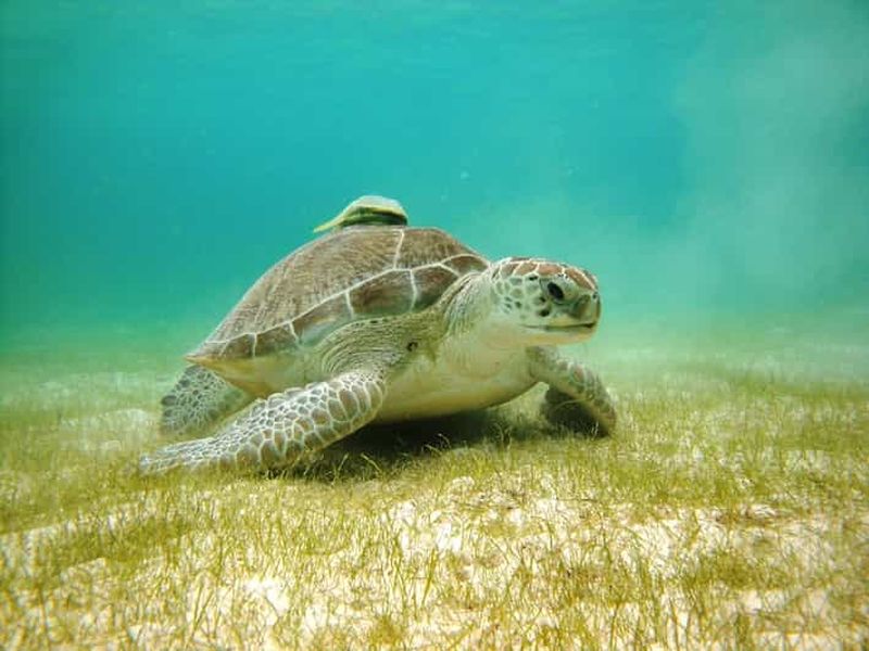 Baie d'Akumal : Cénotes et plongée en apnée avec les tortues