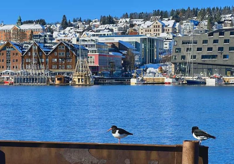 Tromsø : visite guidée à pied de la ville en soirée avec des récits sur l'Arctique