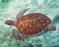 Zanzibar : nagez avec les tortues marines dans la grotte de Salam, dans le village de Kizimkazi
