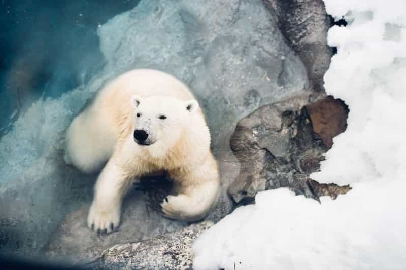 Saint Félicien : Admission au Zoo Sauvage