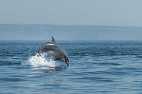 Archipel de Molène : Balades en mer au départ de Crozon. Phoques, dauphins,
