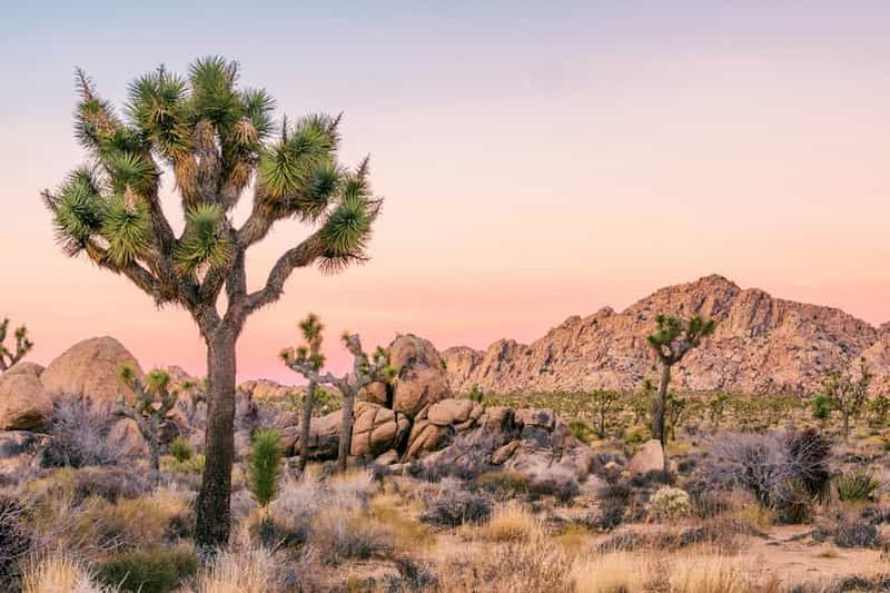 Parc national de Joshua Tree : Visite audio en voiture