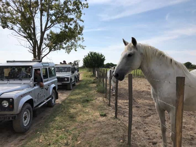 Camargue : Safari au départ des Saintes-Maries-de-la-Mer