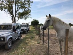 Camargue : Safari au départ des Saintes-Maries-de-la-Mer