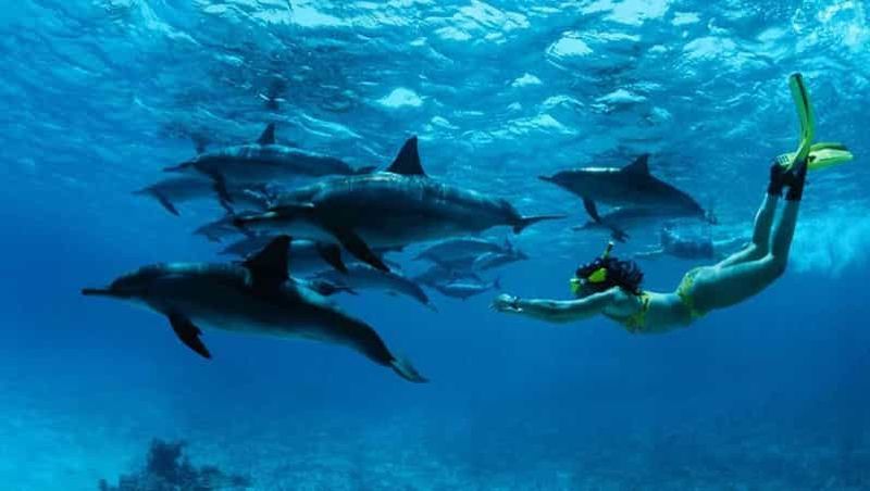 Au départ de Nungwi : Excursion en bateau à Mnemba et plongée avec masque et tuba pour les dauphins