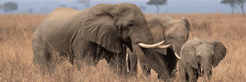 La meilleure aventure : Safari de 3 jours dans le parc national de Ruaha