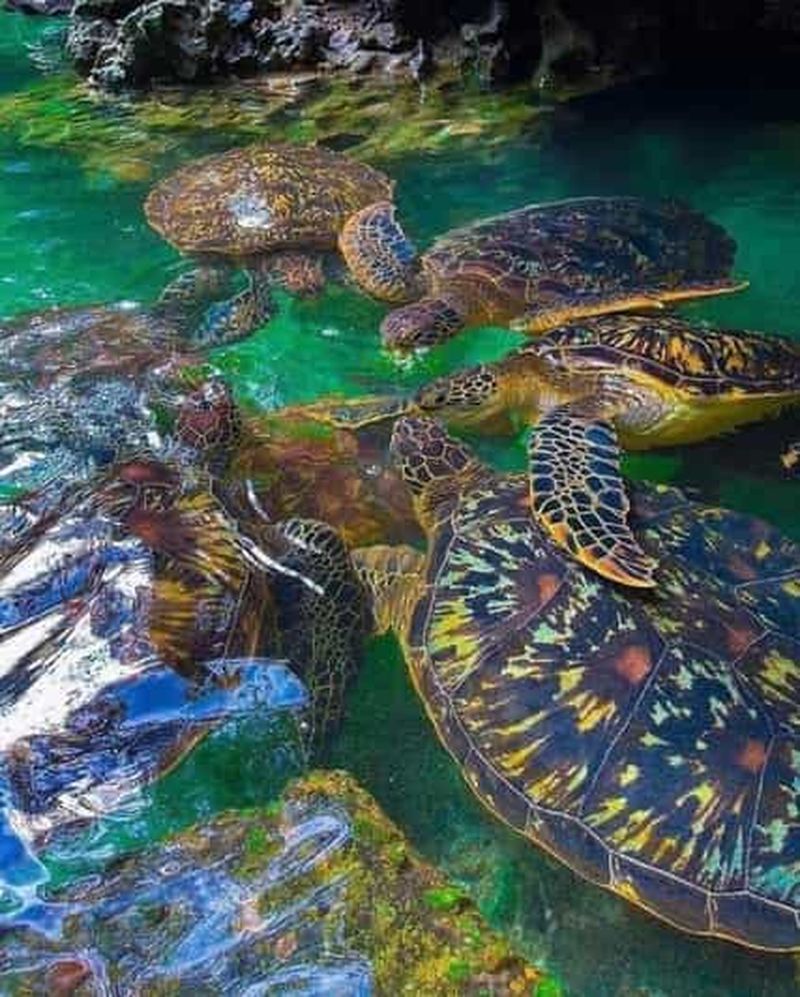 Zanzibar : nagez avec les tortues de mer à l'aquarium de Baraka ou de Salaam