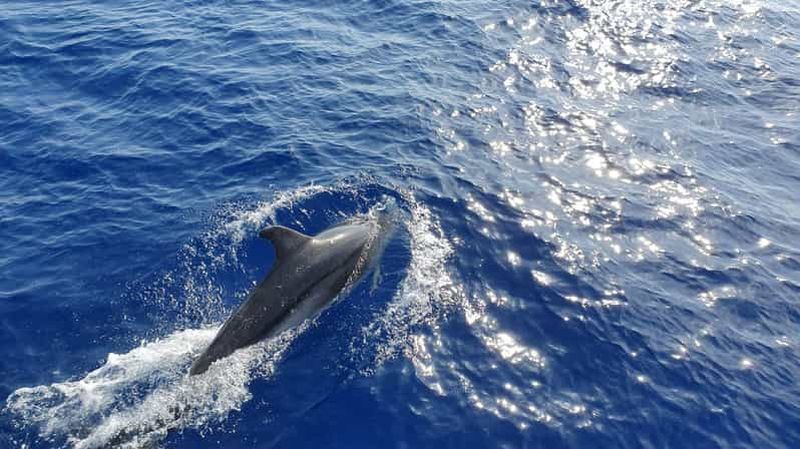 Majorque : croisière d'observation des dauphins à bord d'un bateau à fond de verre