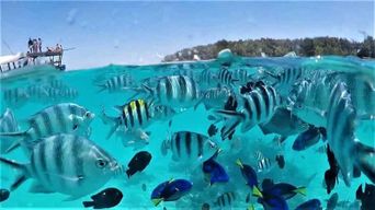 Zanzibar : excursion dauphins et snorkeling à l'île de Mnemba