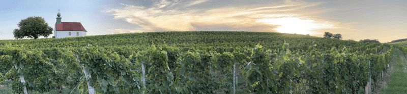 L'art du vin à son apogée - les vins emblématiques du Burgenland !
