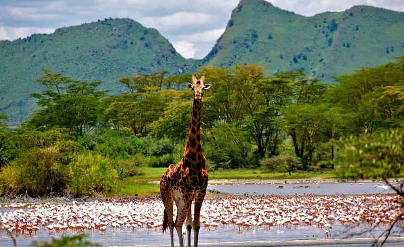 Safari de 3 jours au lac Naivasha, au lac Elementaita et au lac Nakuru