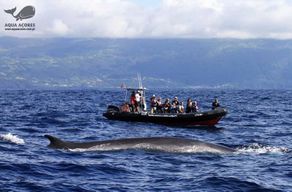 Île de Pico: observation des baleines et des dauphins aux Açores sur un bateau Zodiac