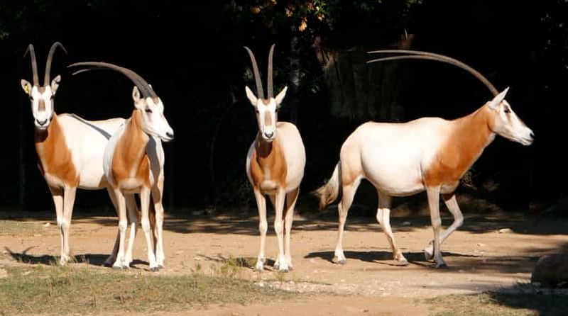 Au départ d'Agadir : Visite du parc national du Souss Massa